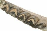 Fossil Titanothere (Megacerops) Jaw - South Dakota #249237-5